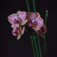 Орхидея :: Валерий Лазарев