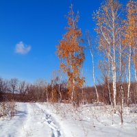 "..И напившись в доску, как жену чужую, обнимал берёзку.." :: Андрей Заломленков