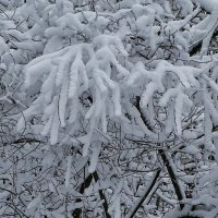 Снежный ноябрь :: Милешкин Владимир Алексеевич 