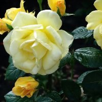 Желтые розы :: Владимир Бровко