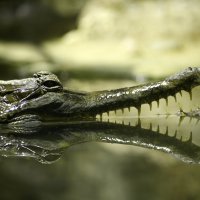 Гавиаловый крокодил :: Мария Самохина