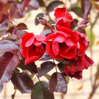 Ноябрьская роза :: azer Zade 