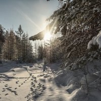 Следы на снегу :: vladimir Bormotov