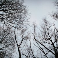ноябрьские деревья :: екатерина 