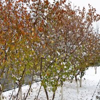 В Ташкент пришла зима (21 ноября) :: Светлана 