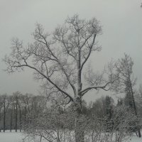 Дерево в снегу :: Сапсан 