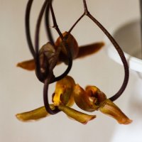 Орхидея. :: Александр Марусов