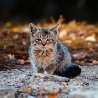 Cat :: Сергей Антонов