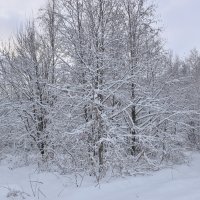 Выпал снег. :: Галина .