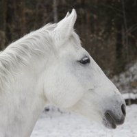 Лошадь :: Дима Пискунов
