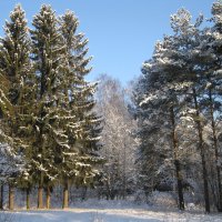 Шуваловский парк. :: Лариса (Phinikia) Двойникова