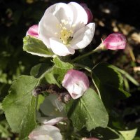 Яблони в цвету, какое чудо :: Регина Пупач