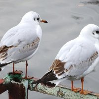 Чайки на озере :: Маргарита Батырева
