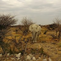 Намибия.Национальный парк Этоша. :: Михаил Рогожин