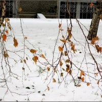 В Ростов пришла зима :: Нина Бутко