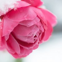 Зимние розы :: Ирина Лядова