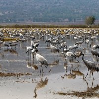 перелетные птицы в национальном птичьем заповеднике Хула расположенном на севере Израиля :: vasya-starik Старик