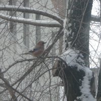 Созерцание снега помогает птице выходить в астрал... :: Алекс Аро Аро