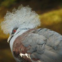 Венценосный голубь :: Мария Самохина