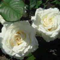 Белые розы :: Флора 