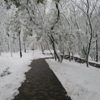 Зима в парках. :: Вячеслав Медведев