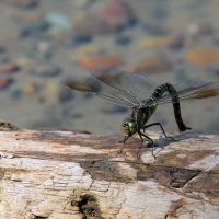 Odonata в период кладки яиц :: Екатерина Торганская