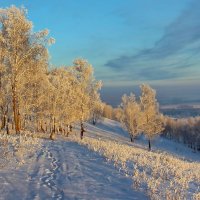 Озарённые солнцем. :: Наталья Юрова