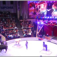 Программа для детей "Мир животных – мир друзей" в Луганском государственном цирке :: Наталья (ShadeNataly) Мельник