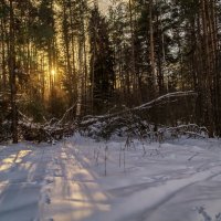 Солнце за лесом :: Андрей Дворников