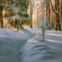 Зимний лес... :: Александр Никитинский