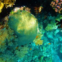 Мозаичный коралл... :: Sergey Gordoff