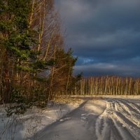 Дорога из леса :: Андрей Дворников