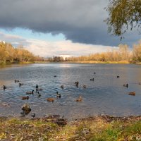 Озеро в спальном районе :: Валентина Данилова