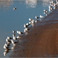 Чайки на реке Яркон. :: Lmark 