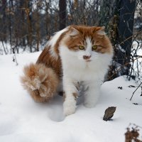 По первому снегу... :: Александр Бойко