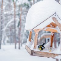 Утренний снежный душ :: Алена Демченко