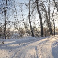 Зимний лес :: Сергей Тагиров