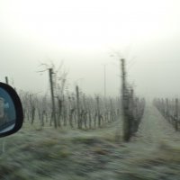 Виноградное поле в Щвейцарии :: Angela Sekerina