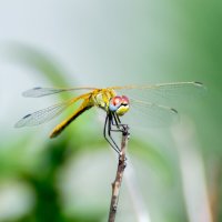 Yellow dragonfly :: Владимир Лазарев