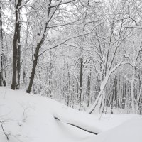 Прогулка по зимнему лесу :: Сергей Тагиров