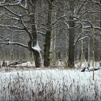 Скоро зима! :: Владимир Шошин