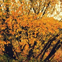 дерево и осень :: оксана 