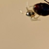 Паучёк на брюшке маленького муравья ... :: Серёжа Стрельников
