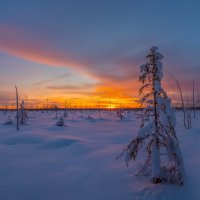 Зимнее болото :: Фёдор. Лашков