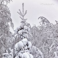 Губаха :: Вячеслав Ложкин