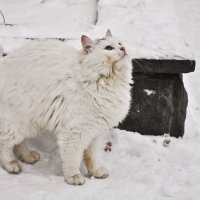 Блондинка на снегу :: Ольга Винницкая (Olenka)