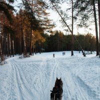 лыжная прогулка :: Яна Старковская