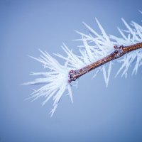 Вот так разукрасила зима деревья 1.01.2017г. :: Сергей Гибков