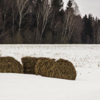 стоги сена в поле :: Алексей Горский