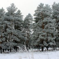В белый снег весь лес одет. :: Валентина ツ ღ✿ღ